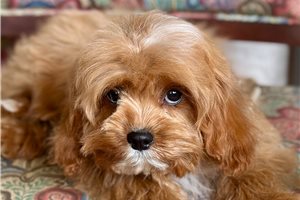 Jessup - puppy for sale