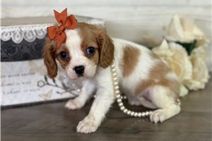 Becca - puppy for sale