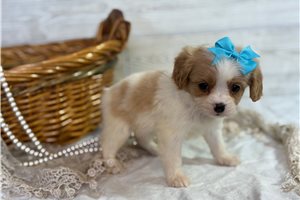 Maria - puppy for sale