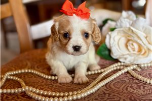 Madeline - Cavapoo for sale