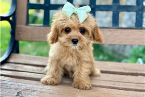 Jaime - puppy for sale