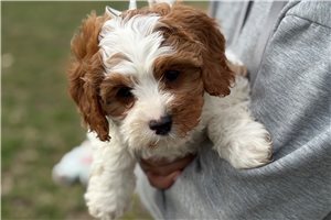 Leslie - Cavapoo for sale