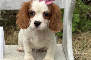 Becky - Cavapoo, placed in St Louis