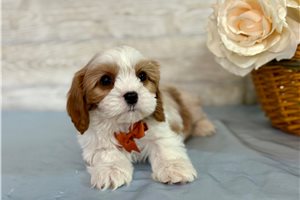 Kurtis - puppy for sale