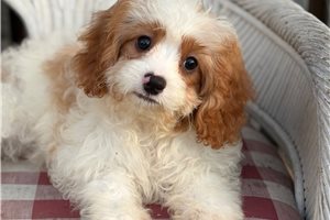 Alvin - Cavapoo for sale