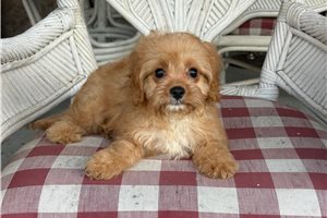 Ames - Cavapoo for sale