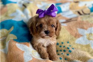 Juniper - puppy for sale