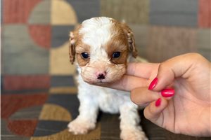 Alvin - Cavapoo for sale
