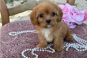 Barton - Cavapoo for sale