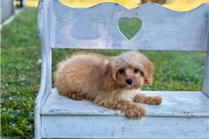 Ames - Cavapoo for sale