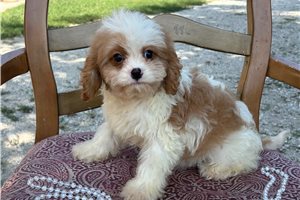 Ambrose - Cavapoo for sale