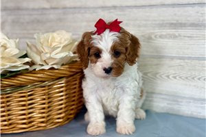 Leslie - Cavapoo for sale