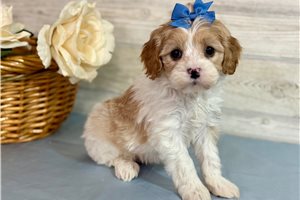 Lakyn - Cavapoo for sale