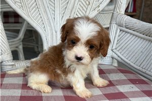 Boston - Cavapoo for sale