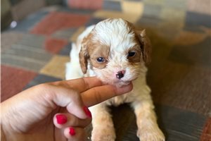 Ambrose - Cavapoo for sale