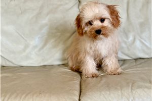 Jaxon - Cavapoo for sale