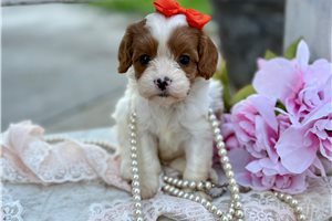 Brandy - puppy for sale