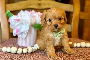 Ames - Cavapoo for sale
