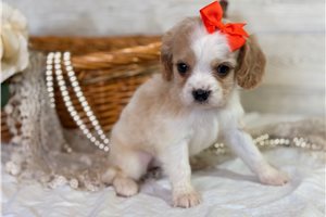Madeline - puppy for sale