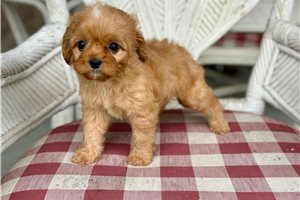 Baggins - Cavapoo for sale