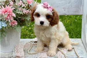 Mila - Cavapoo for sale