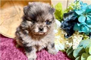 Stafford - puppy for sale