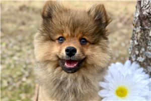 Spud - puppy for sale