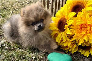 Spring - Pomeranian for sale