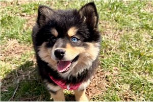 Zelda - Pomsky for sale