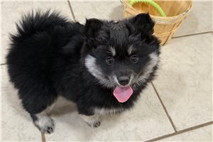 Zara - puppy for sale