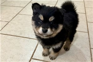 Zachary - puppy for sale