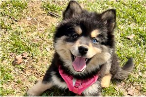 Zelda - Pomsky for sale