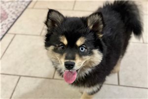 Zelda - Pomsky for sale
