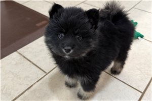 Zinc - puppy for sale