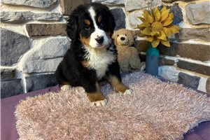 Francisco - Bernese Mountain Dog for sale