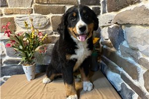 Margot - Bernese Mountain Dog for sale