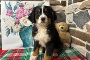 Nightshade - Bernese Mountain Dog for sale
