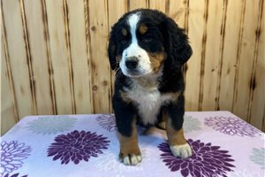 Maria - Bernese Mountain Dog for sale