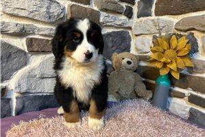 Finn - Bernese Mountain Dog for sale