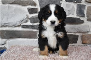 Nichole - Bernese Mountain Dog for sale