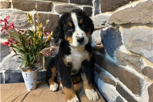 King - Bernese Mountain Dog for sale