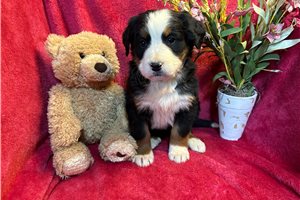 Margaret - puppy for sale