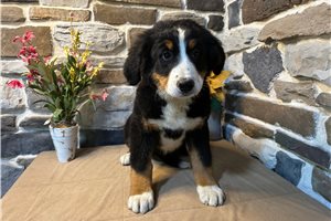Mara - puppy for sale
