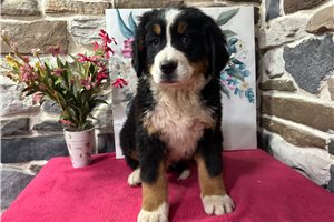 Felix - Bernese Mountain Dog for sale