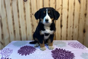 Mara - Bernese Mountain Dog for sale