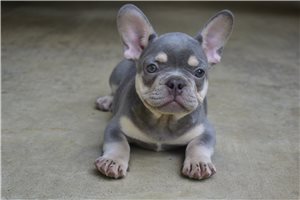 Maxwell - French Bulldog for sale