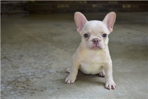 Margo - French Bulldog for sale