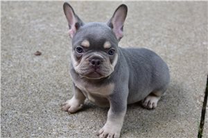 Maxwell - French Bulldog for sale