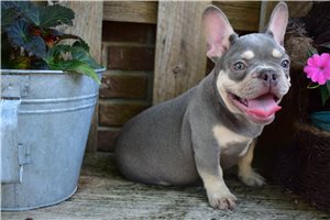Maxwell - French Bulldog for sale