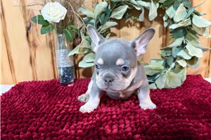 Maxwell - puppy for sale